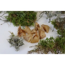 Ottomar koera maius kuivatatud seasõrg 60g